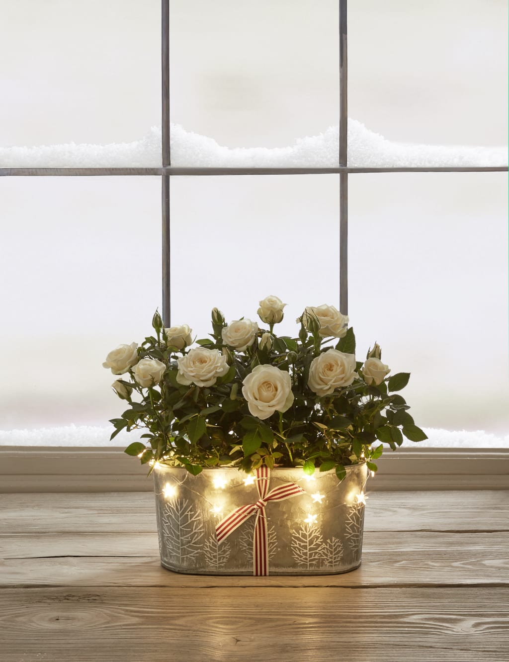 Christmas Rose Trough 6 of 7