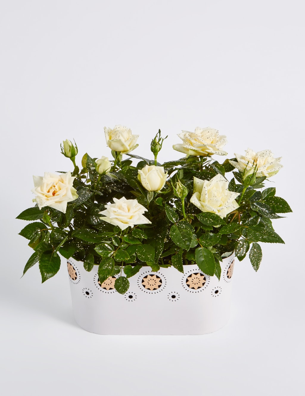 Christmas Rose Trough 7 of 7