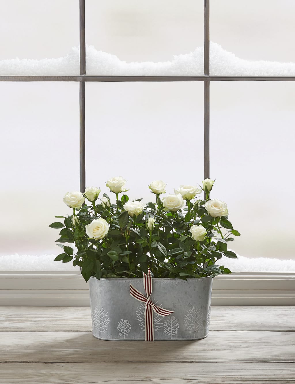 Christmas Rose Trough 2 of 7