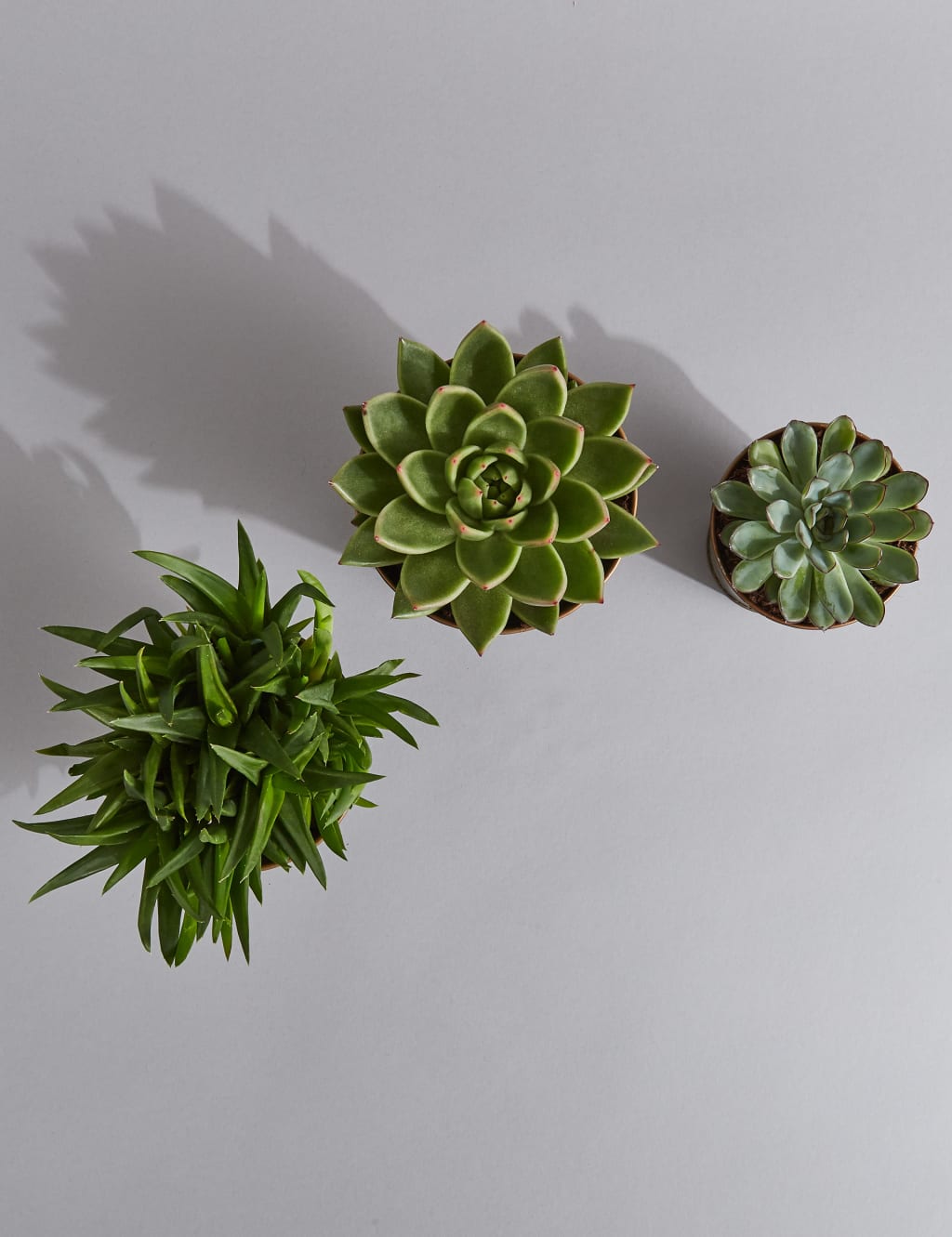 Succulent Plant Trio 5 of 6