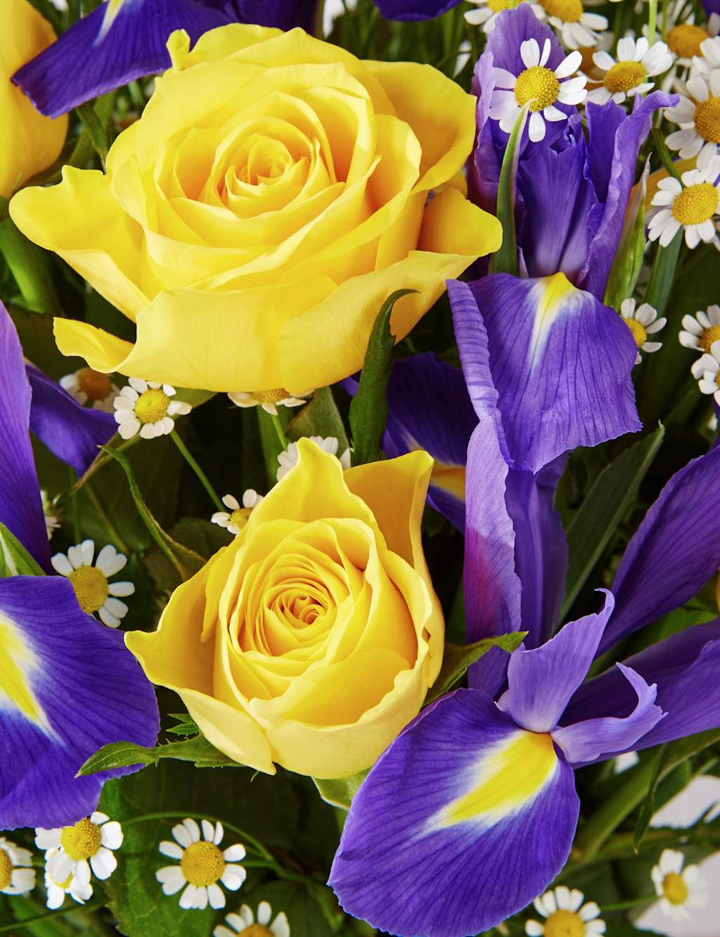 Rose & Iris 4 of 5