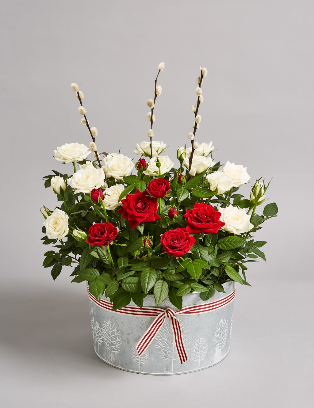 Christmas Rose House Plant 1 of 7