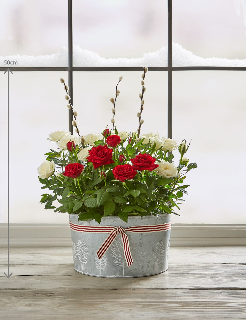 Christmas Rose House Plant 3 of 7