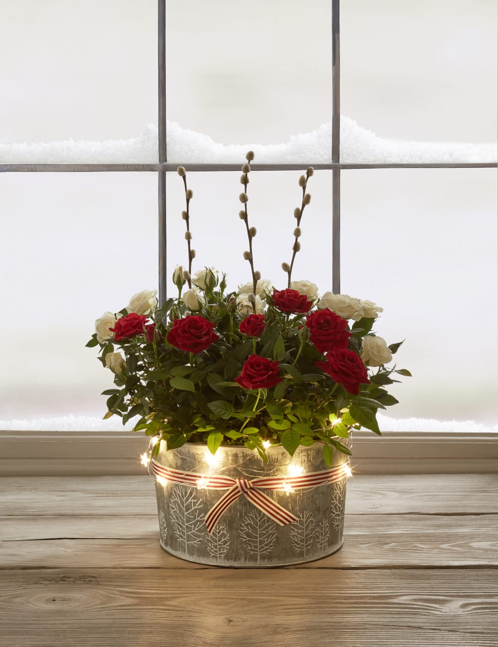 Christmas Rose House Plant 6 of 7