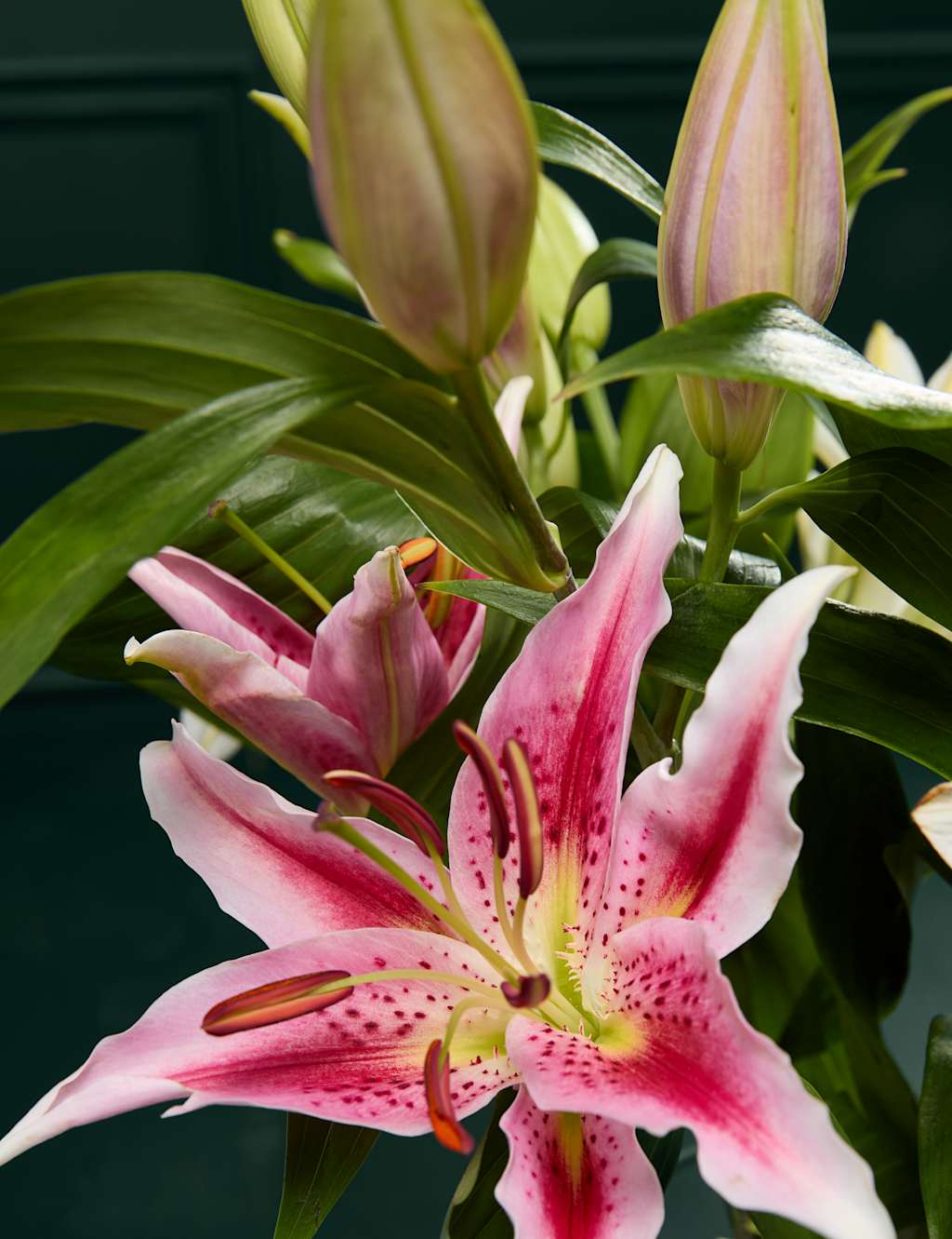 Lily Abundance Bouquet 3 of 6