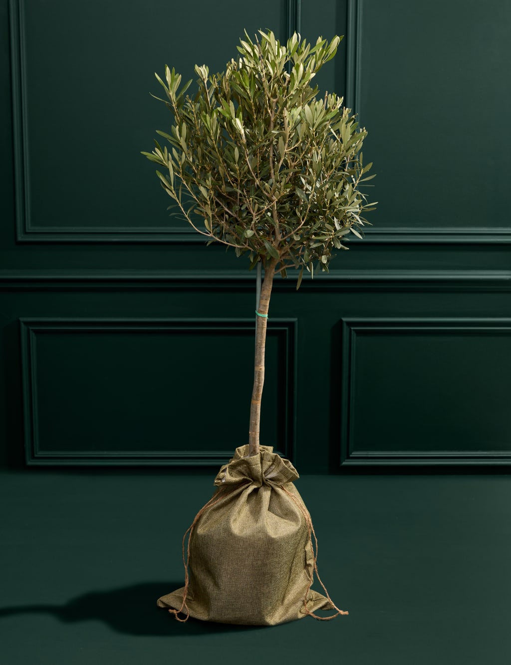 Olive Tree in Hessian Gift Bag 3 of 3