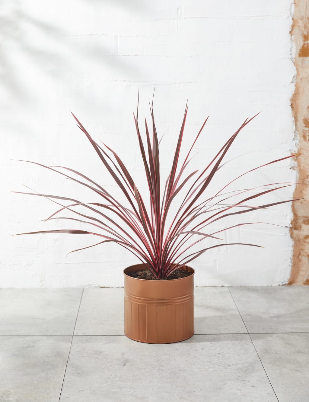 Cordyline Tin Planter 1 of 4