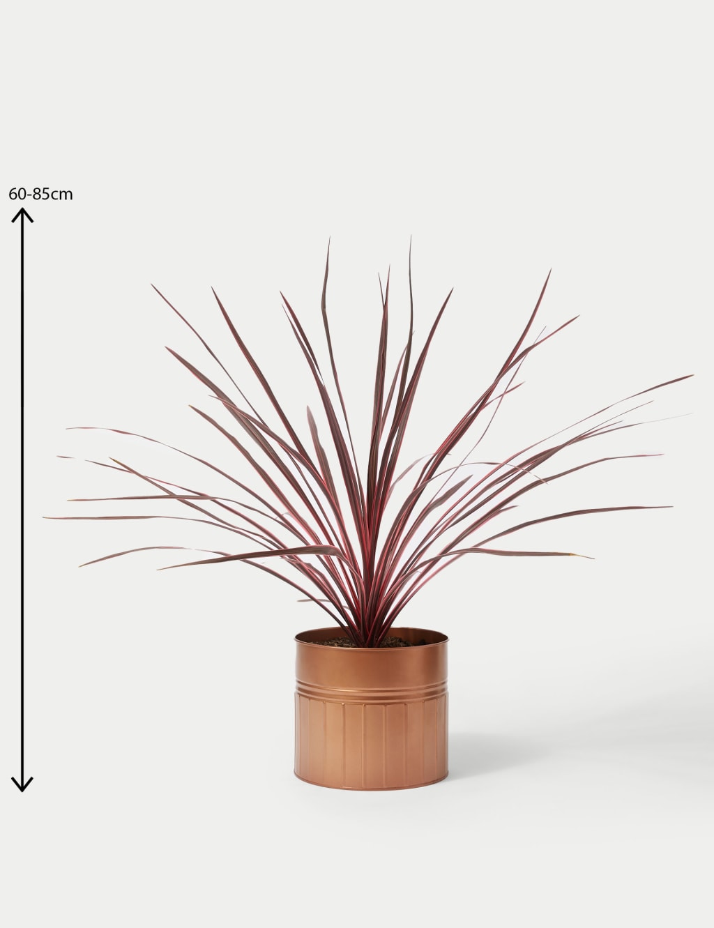 Cordyline Tin Planter 3 of 4