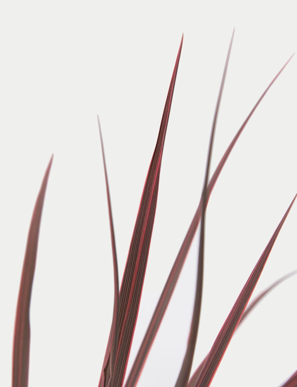 Cordyline Tin Planter 4 of 4