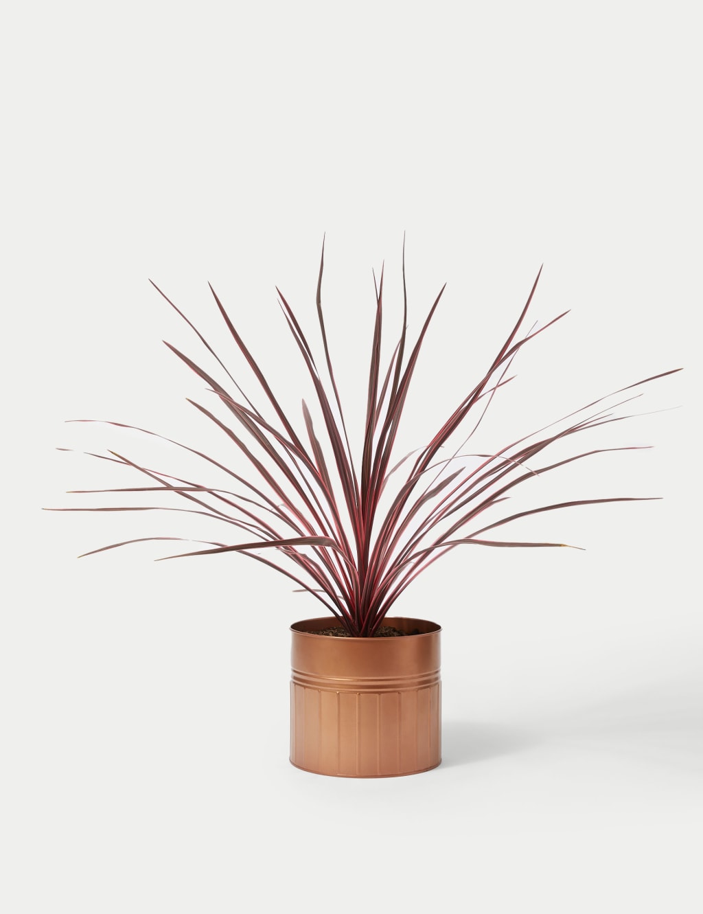 Cordyline Tin Planter 2 of 4