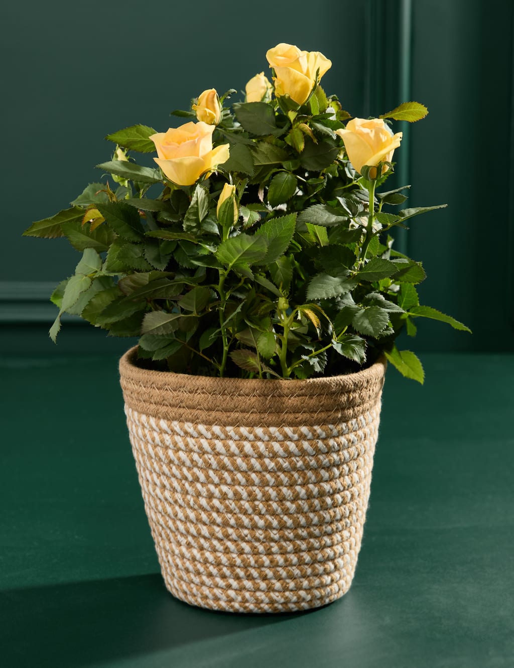 Rose Plant with Penny Bazaar Shortbread 3 of 4