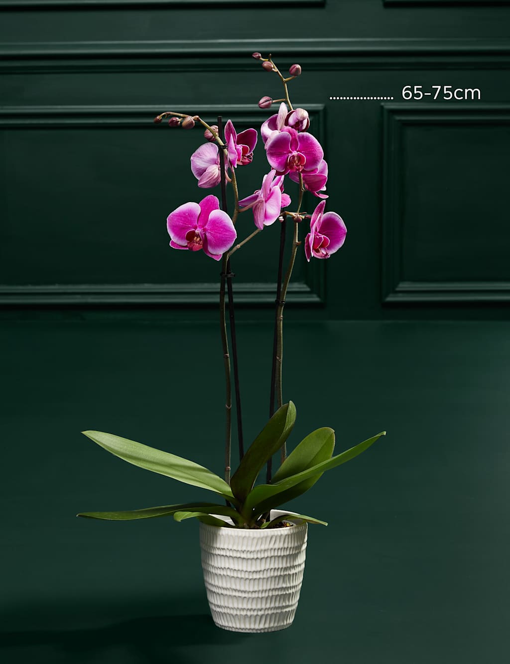 Large Purple Phalaenopsis Orchid in Ceramic Pot 3 of 3