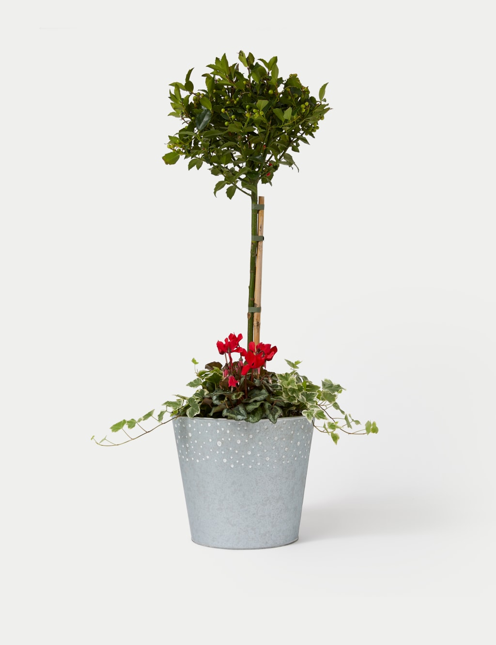 Luxury Holly Planter With Cyclamen 2 of 4