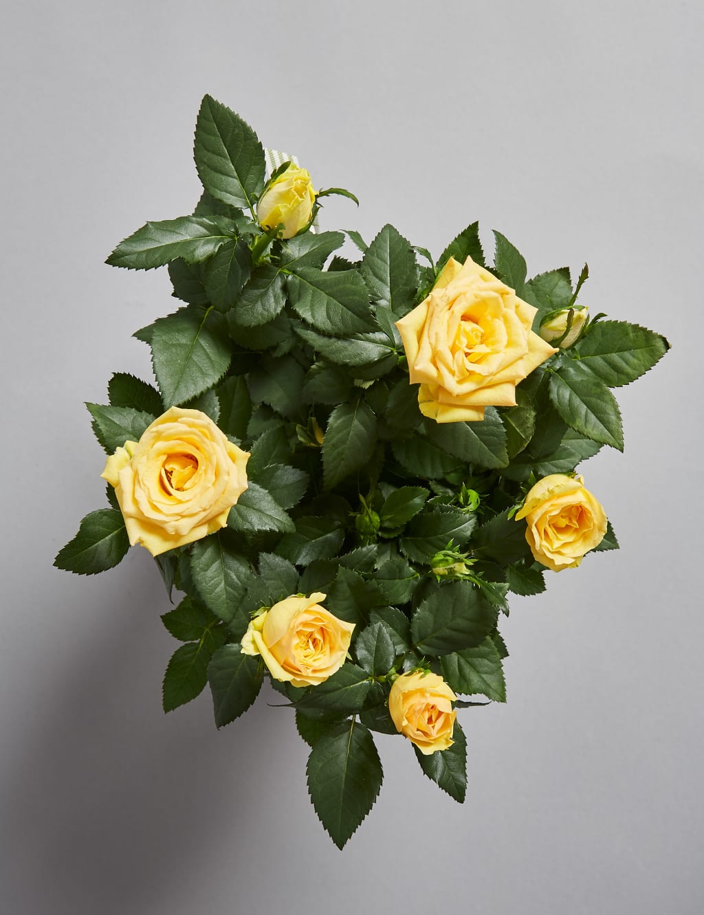 Autumn Yellow Rose Jug 4 of 5
