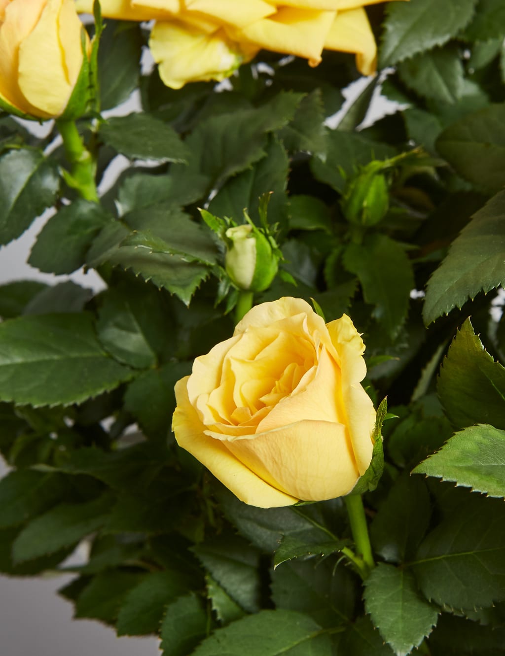 Autumn Yellow Rose Jug 5 of 5