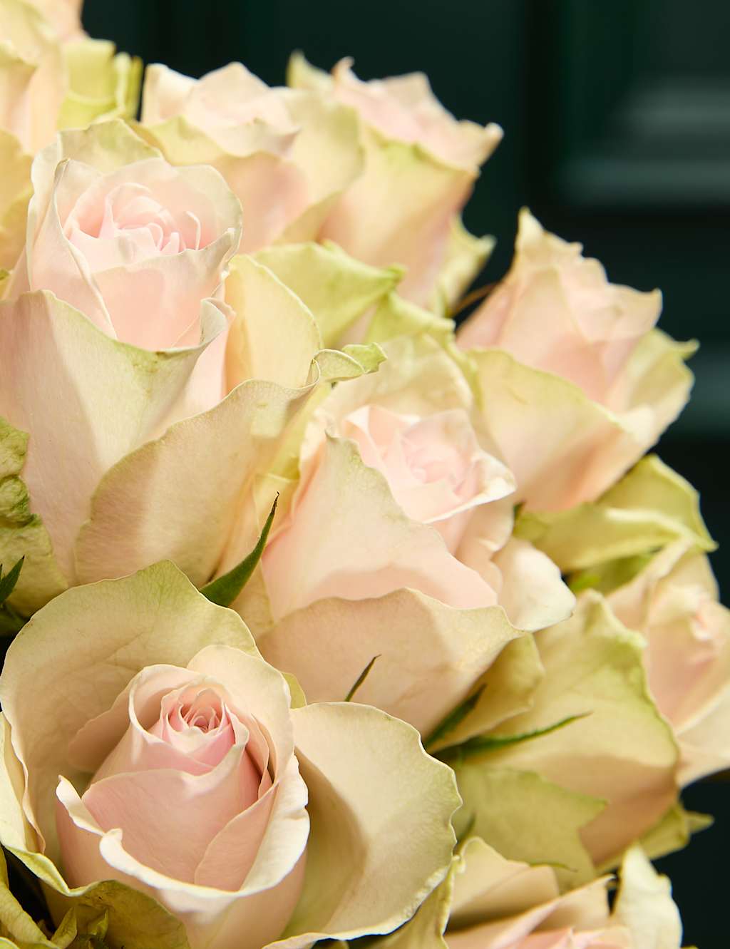 Blush Rose Abundance Bouquet 3 of 5