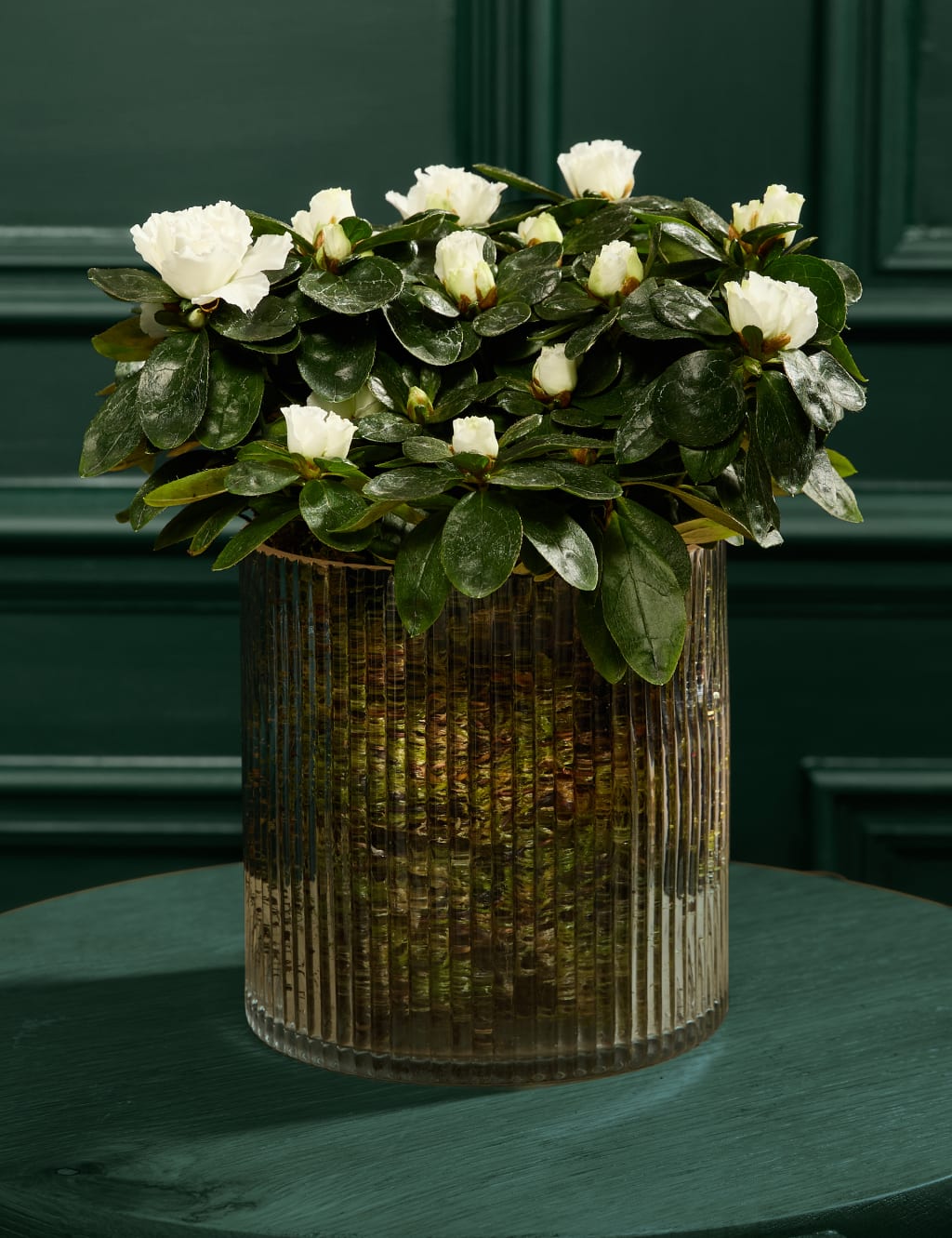 Azalea In Glass Pot 1 of 3