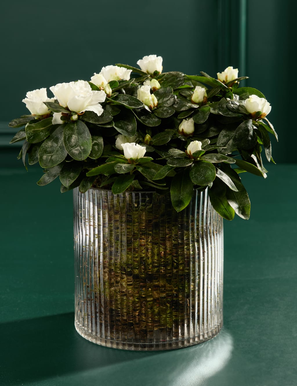 Azalea In Glass Pot 3 of 3