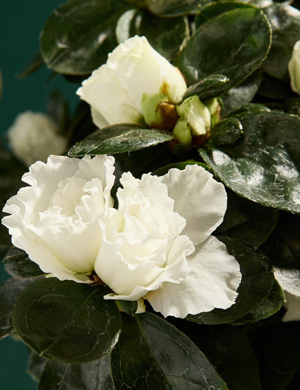 Azalea In Glass Pot 2 of 3