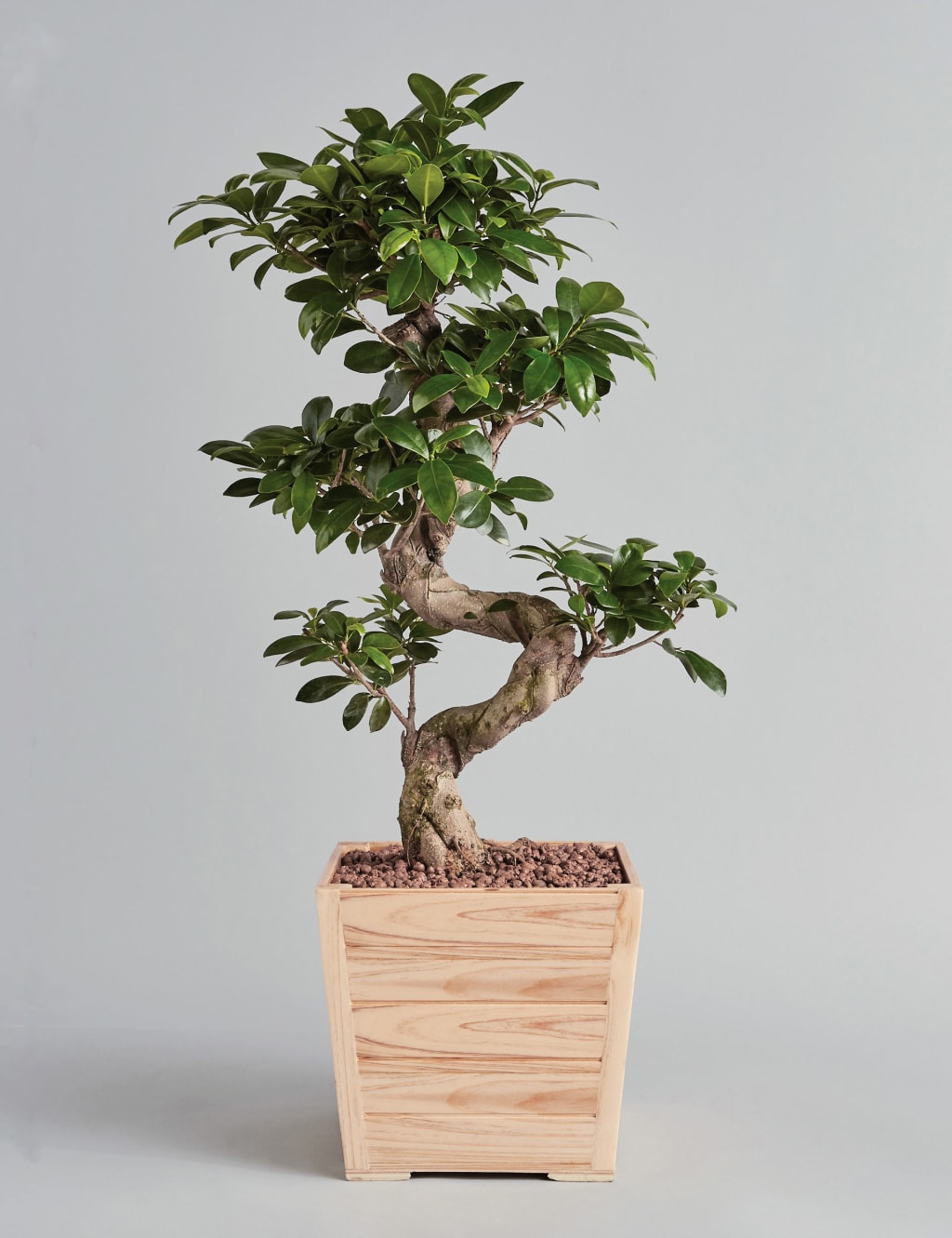 Large Ficus Ginseng 1 of 6