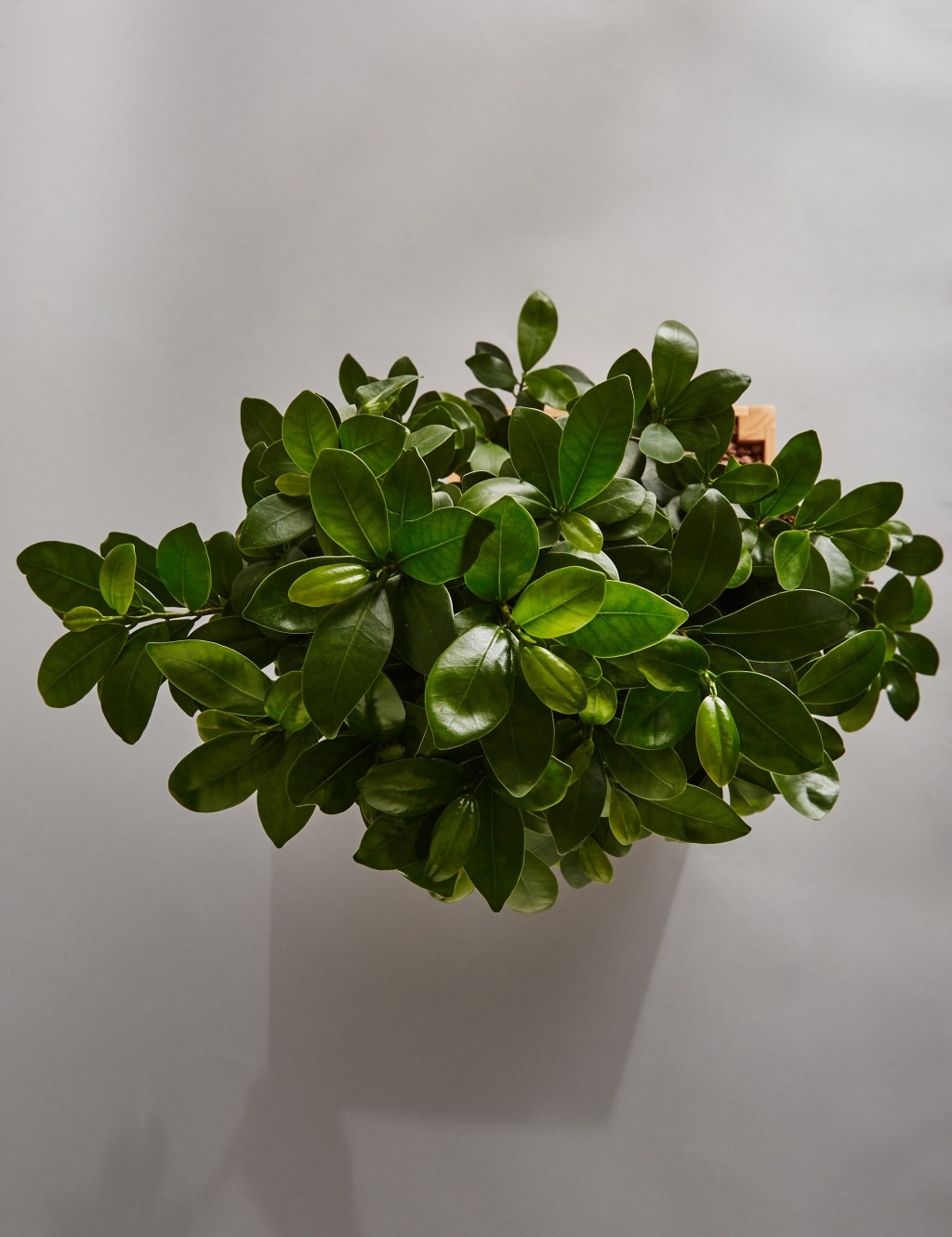 Large Ficus Ginseng 5 of 6
