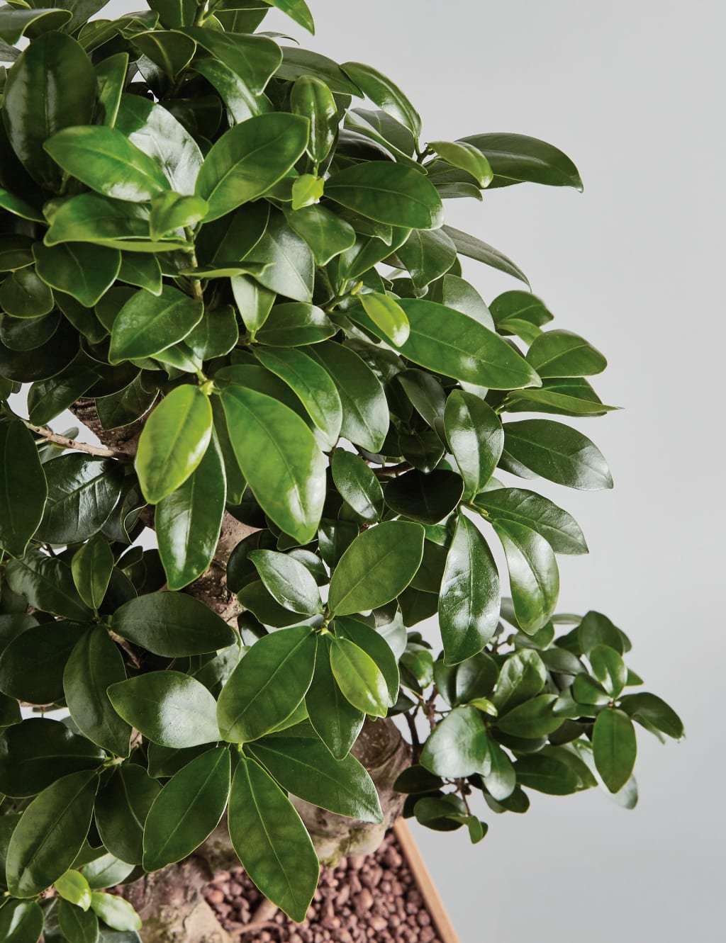 Large Ficus Ginseng 6 of 6