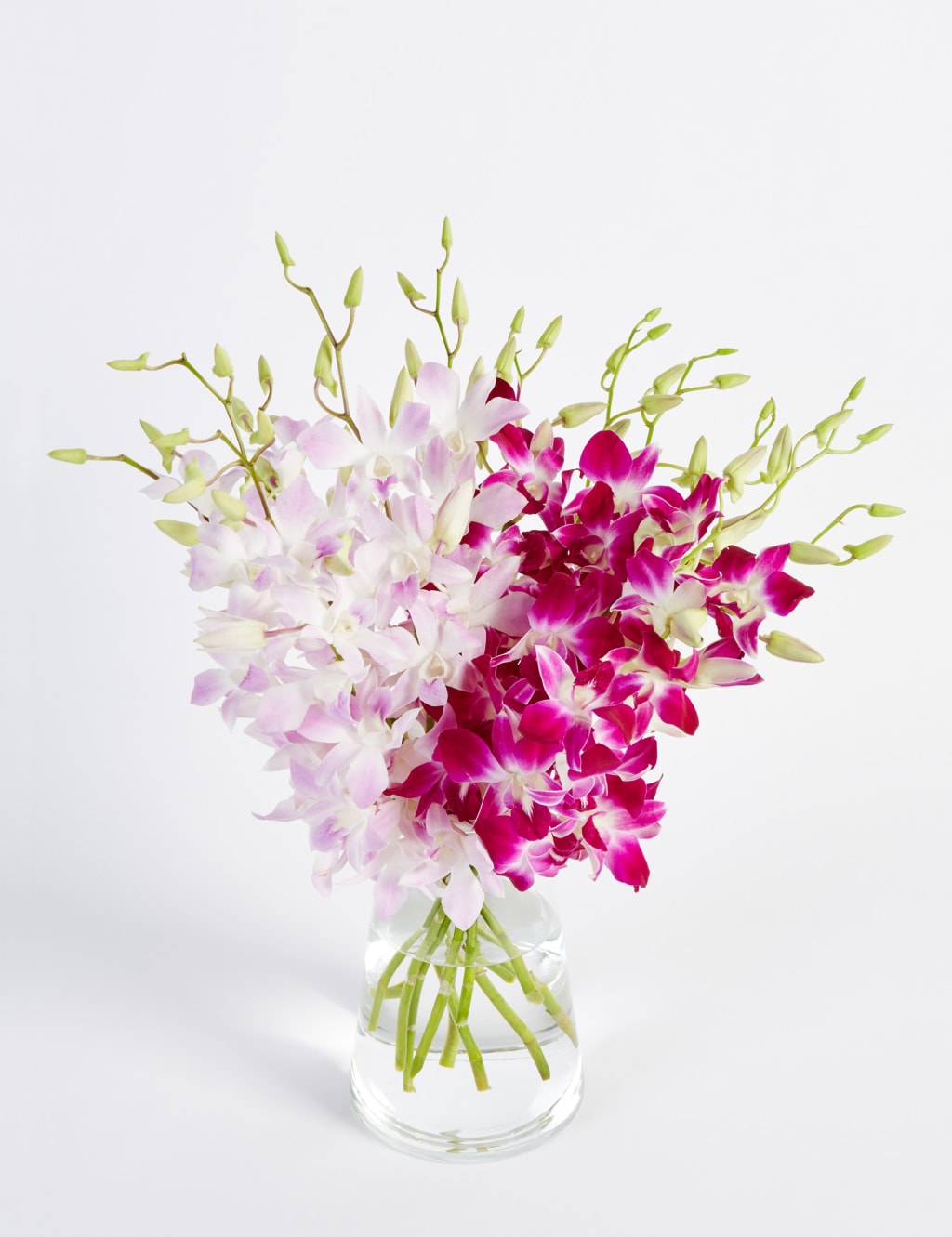 Dendrobiums (Pre Order) 1 of 6