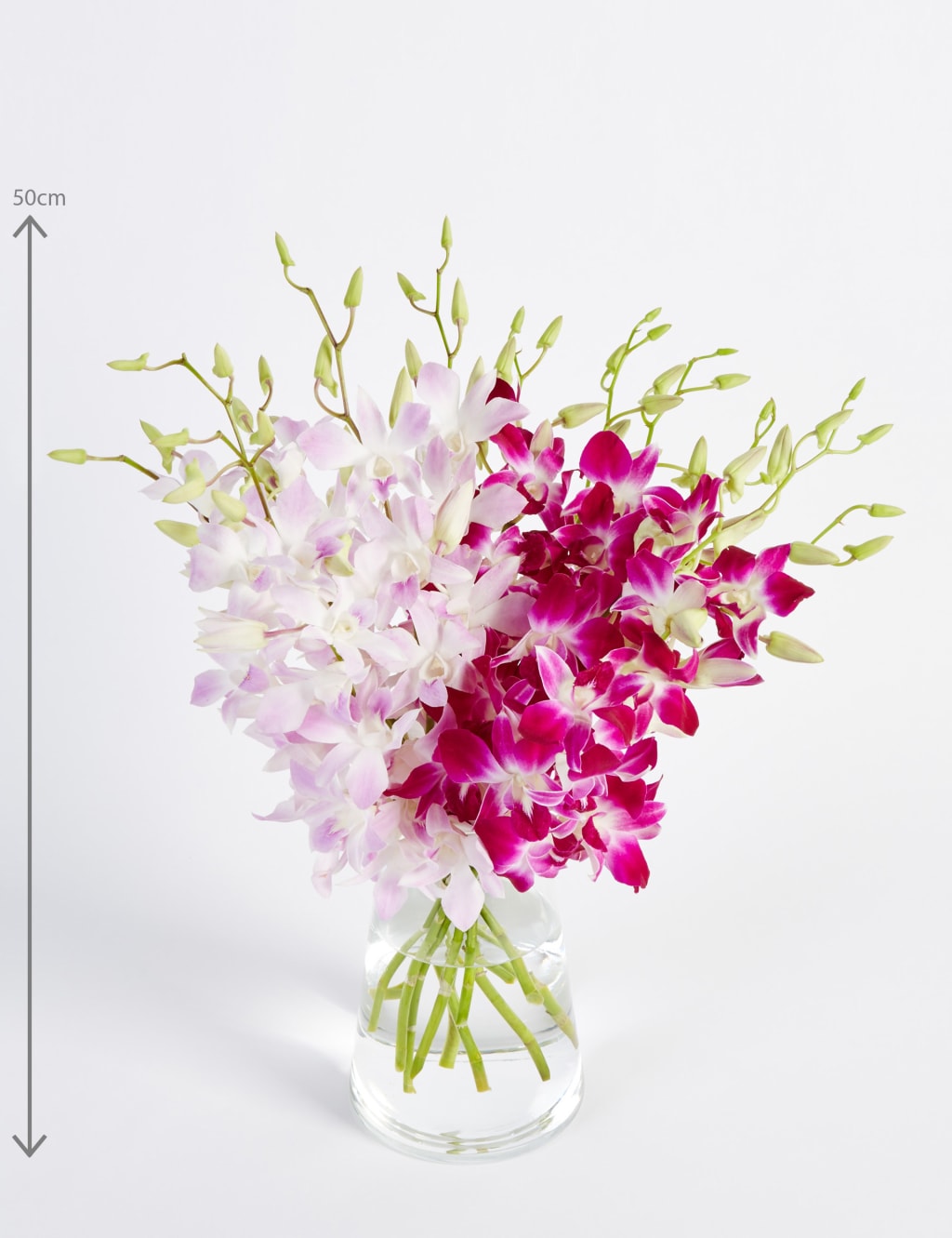 Dendrobiums (Pre Order) 2 of 6