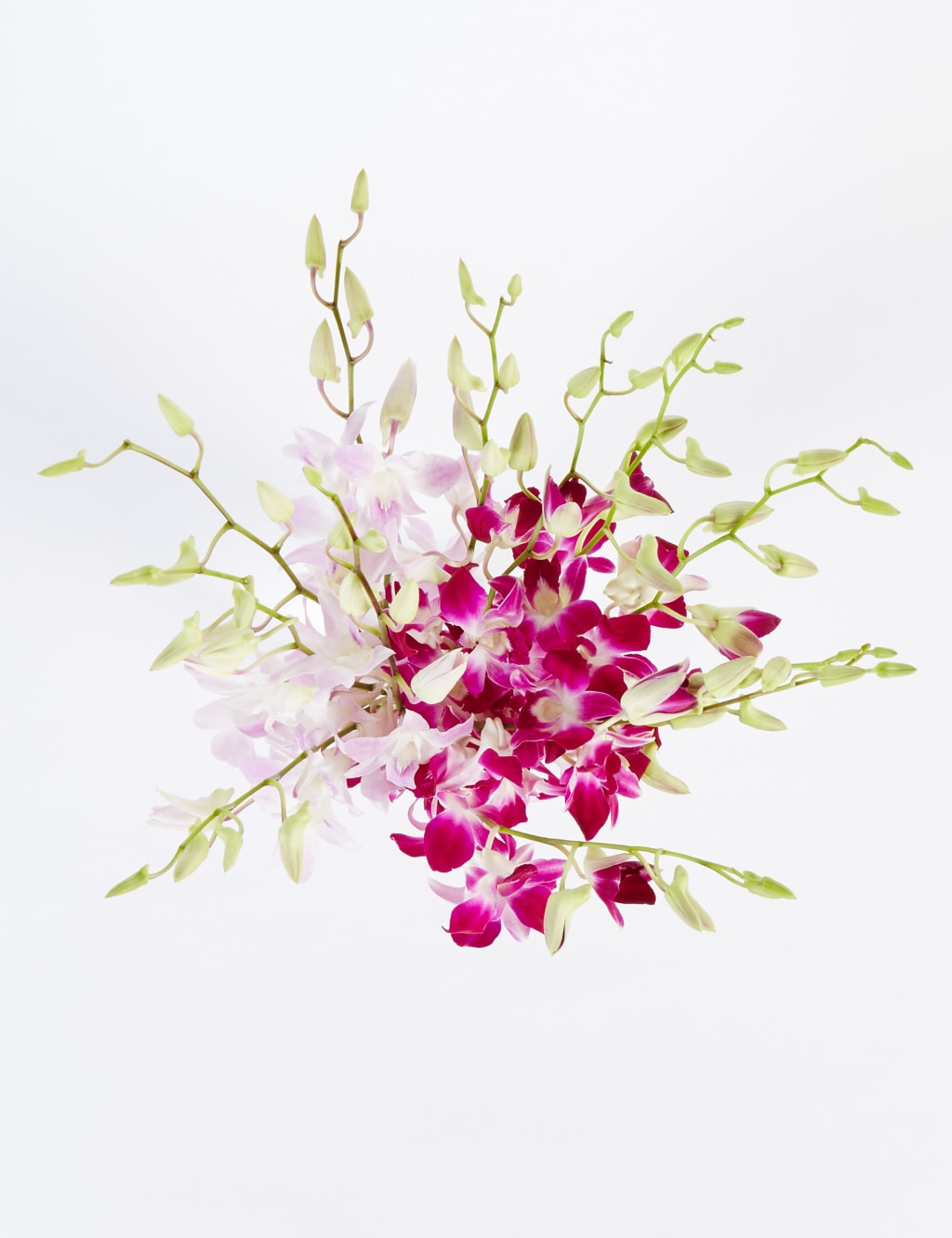 Dendrobiums (Pre Order) 3 of 6