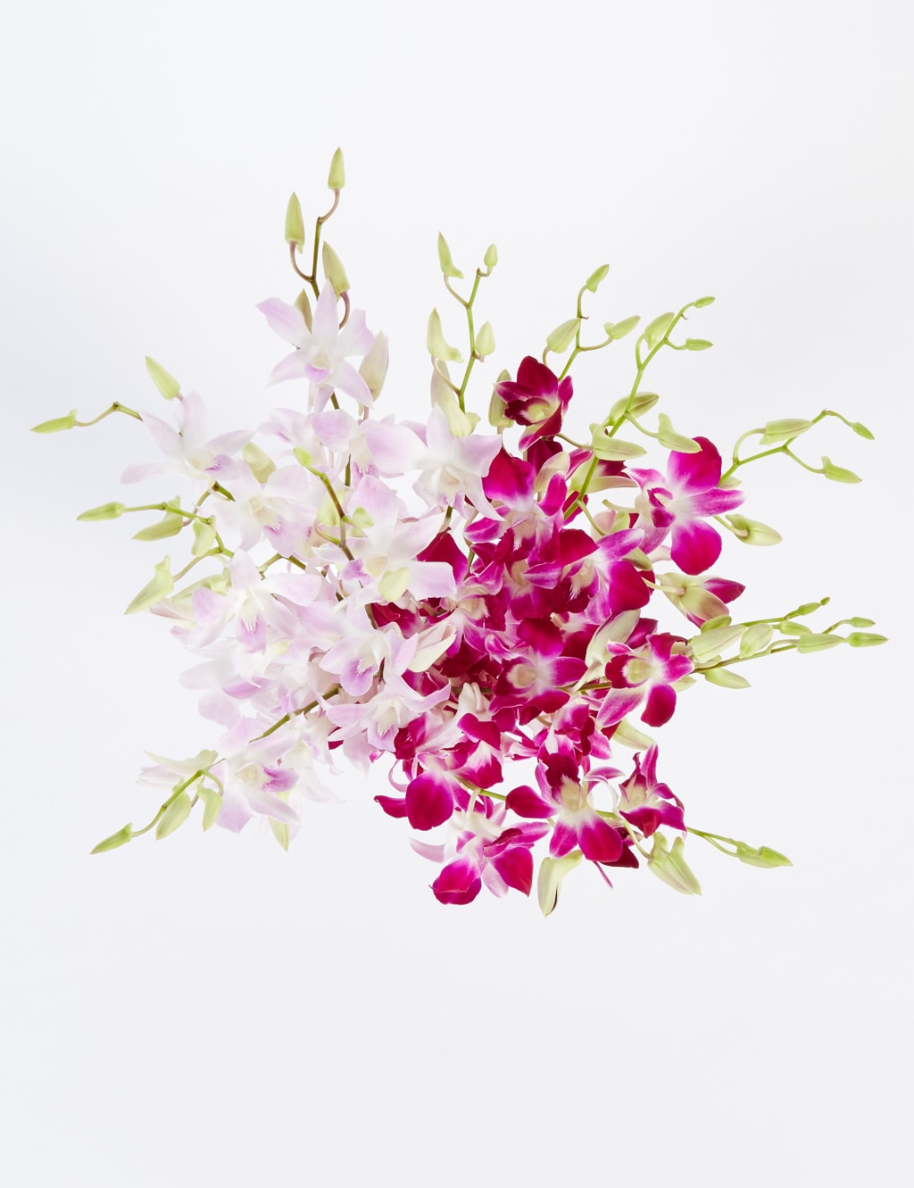 Dendrobiums (Pre Order) 5 of 6