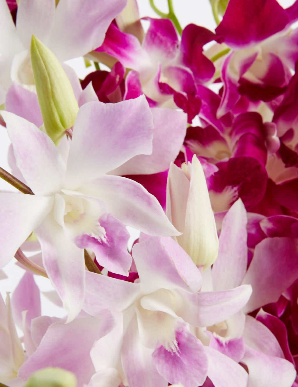Dendrobiums (Pre Order) 6 of 6