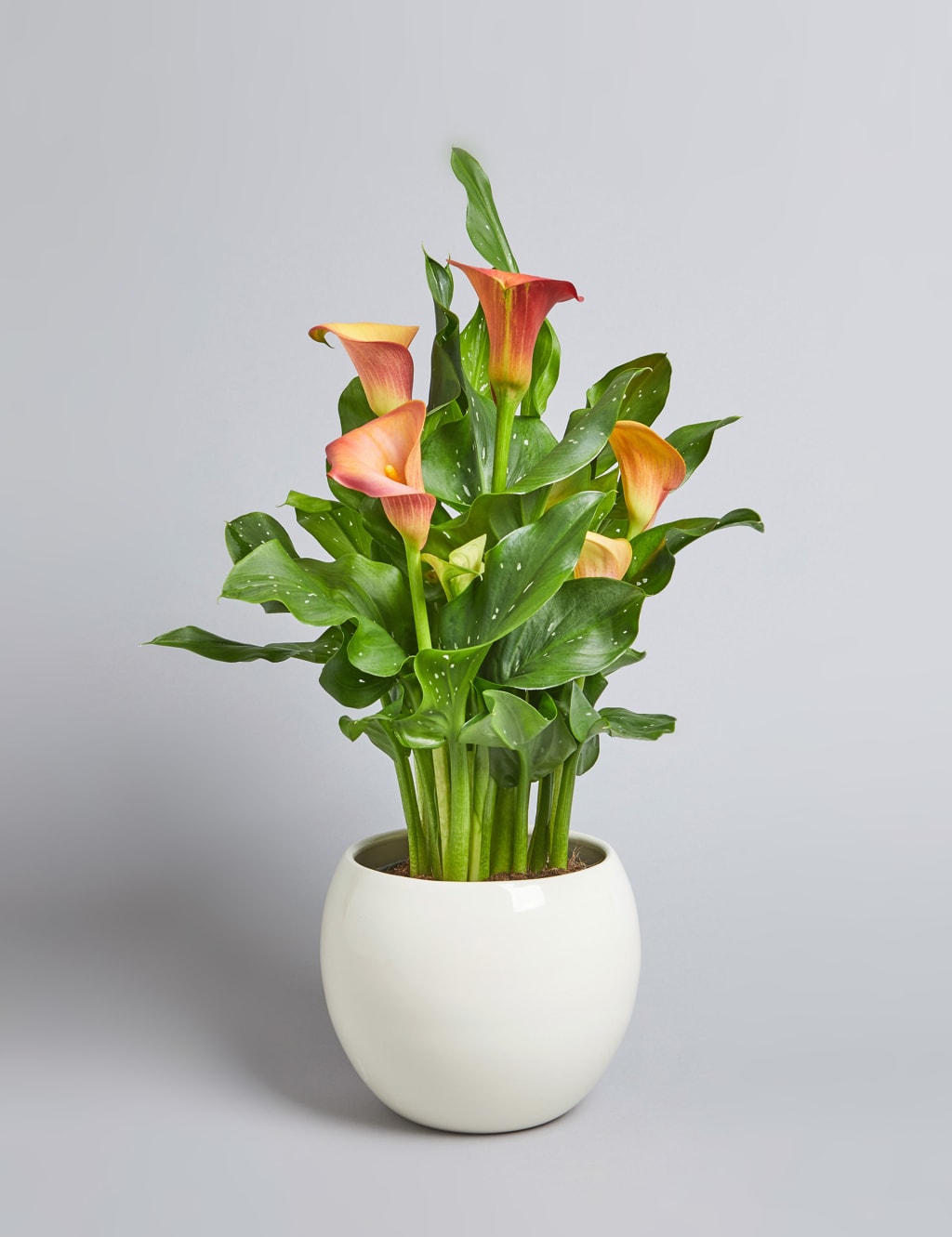 Calla Lily Plant 1 of 6