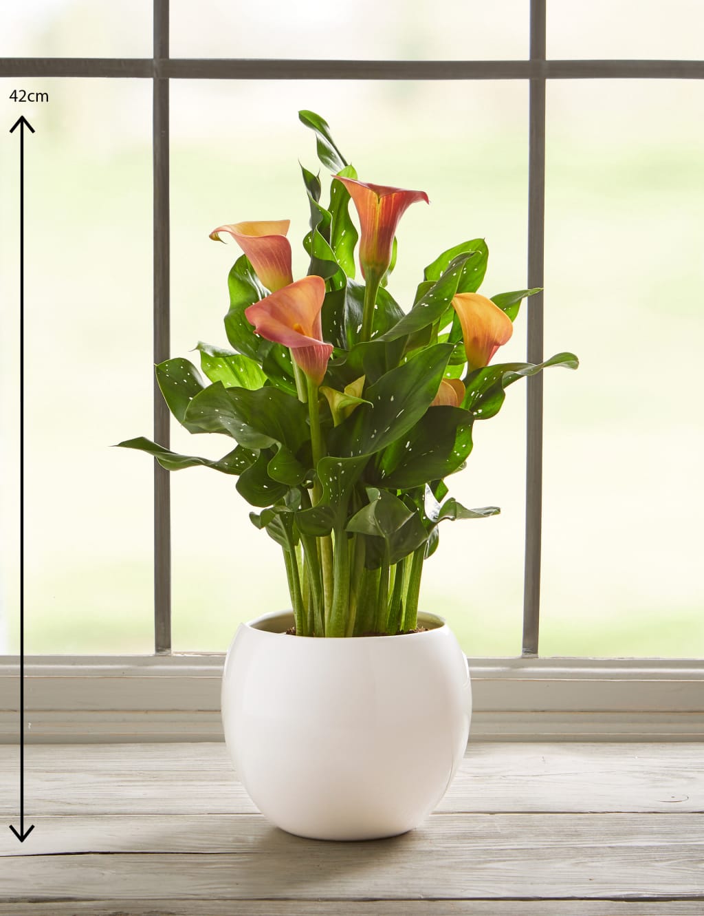 Calla Lily Plant 3 of 6