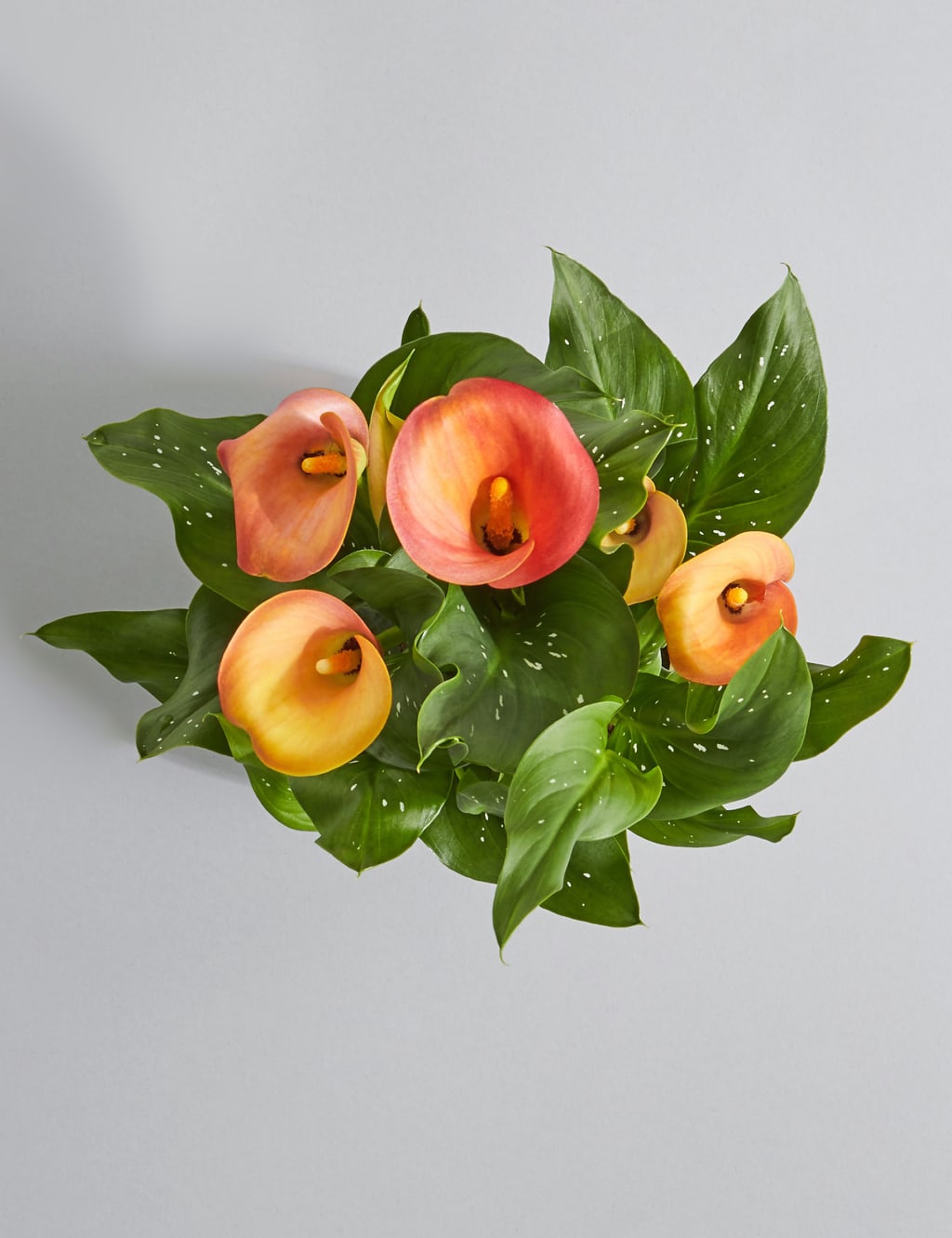 Calla Lily Plant 4 of 6