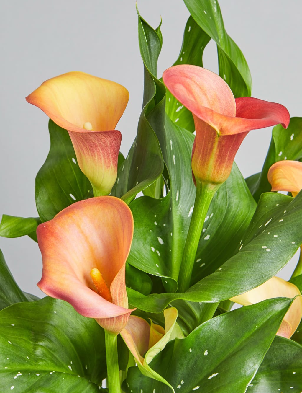 Calla Lily Plant 5 of 6