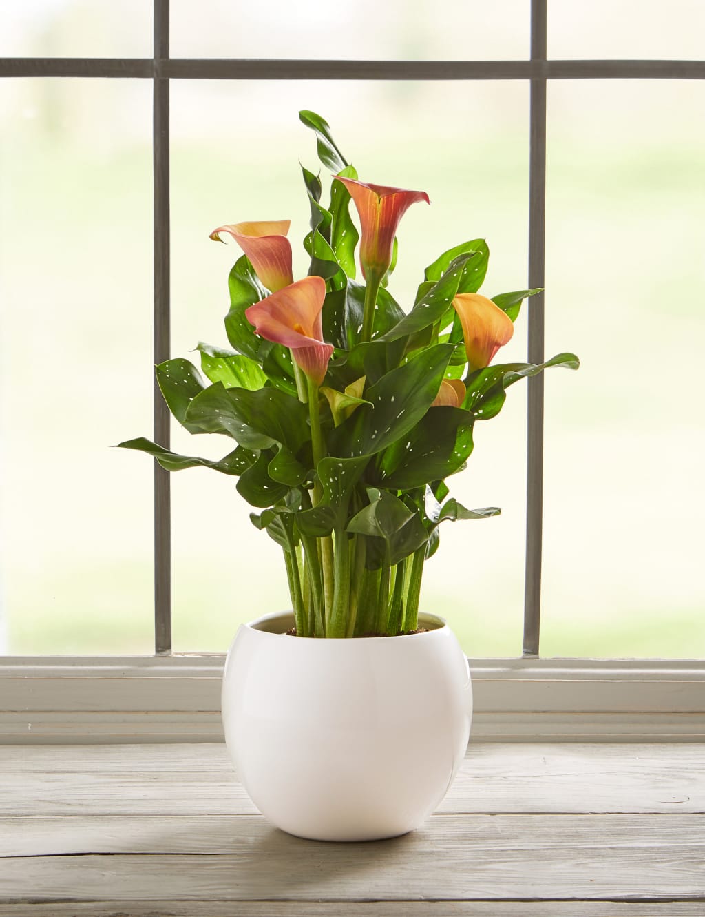 Calla Lily Plant 2 of 6