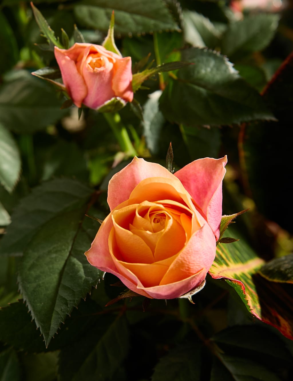 Autumn Luxury Flowering Basket 2 of 3