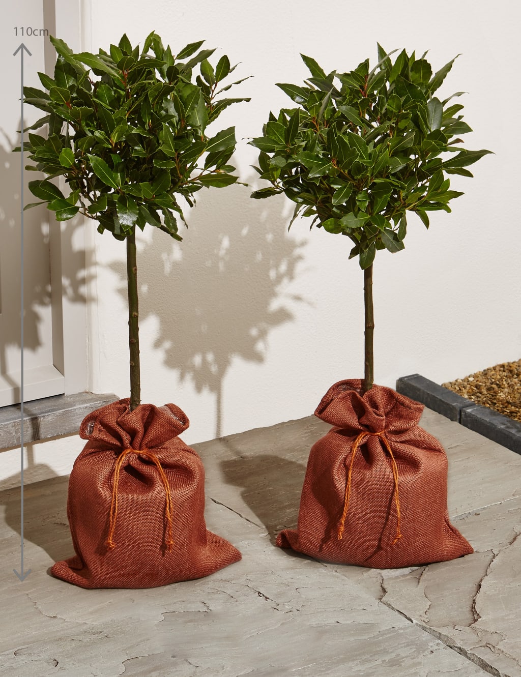 Pair of Garden Bay Trees 3 of 5