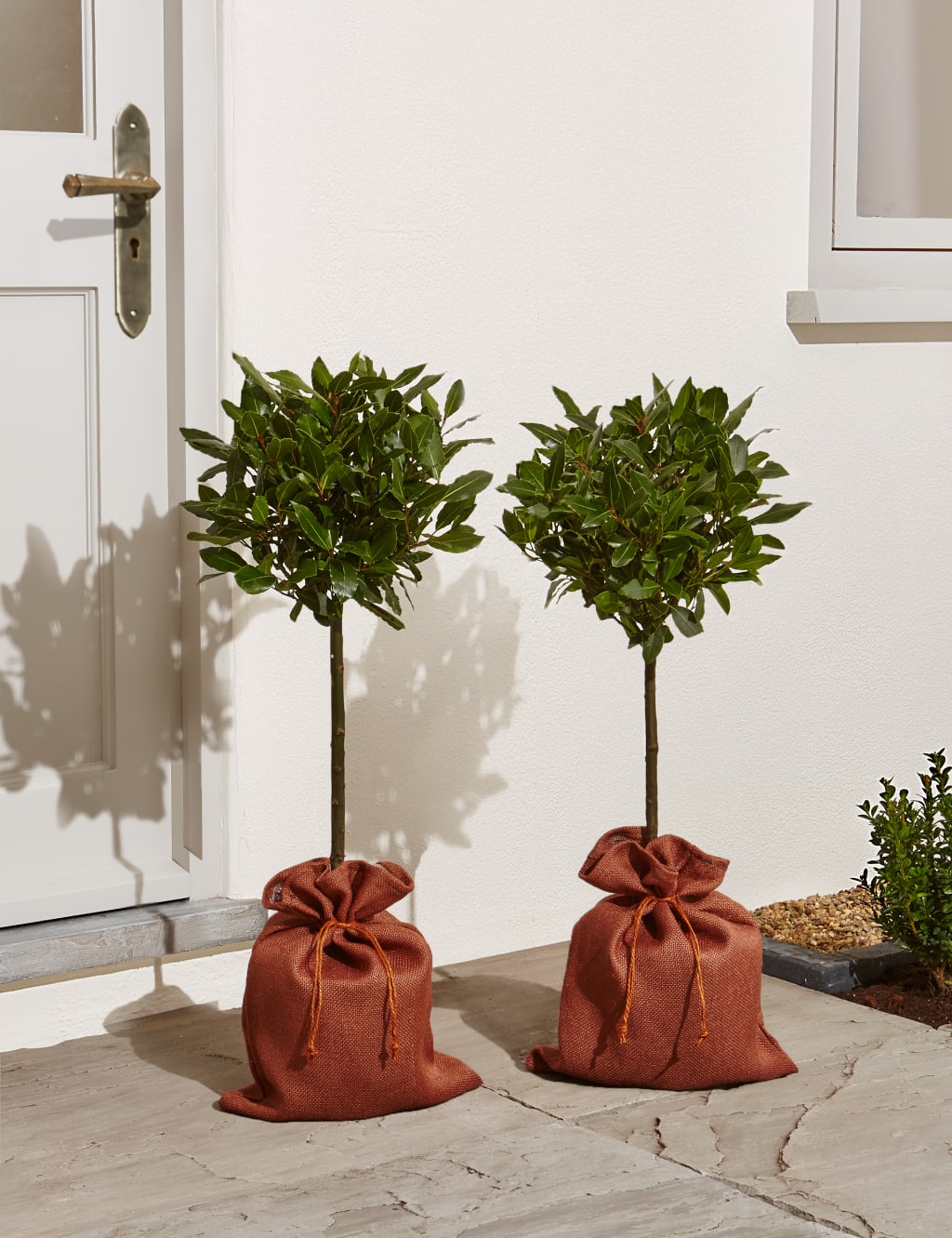 Pair of Garden Bay Trees 2 of 5