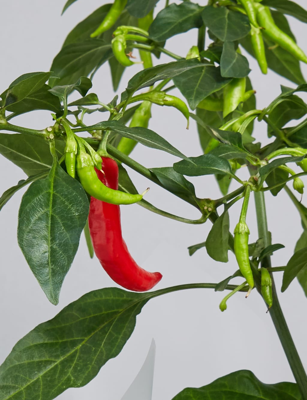 Chilli Plant Hamper 4 of 4