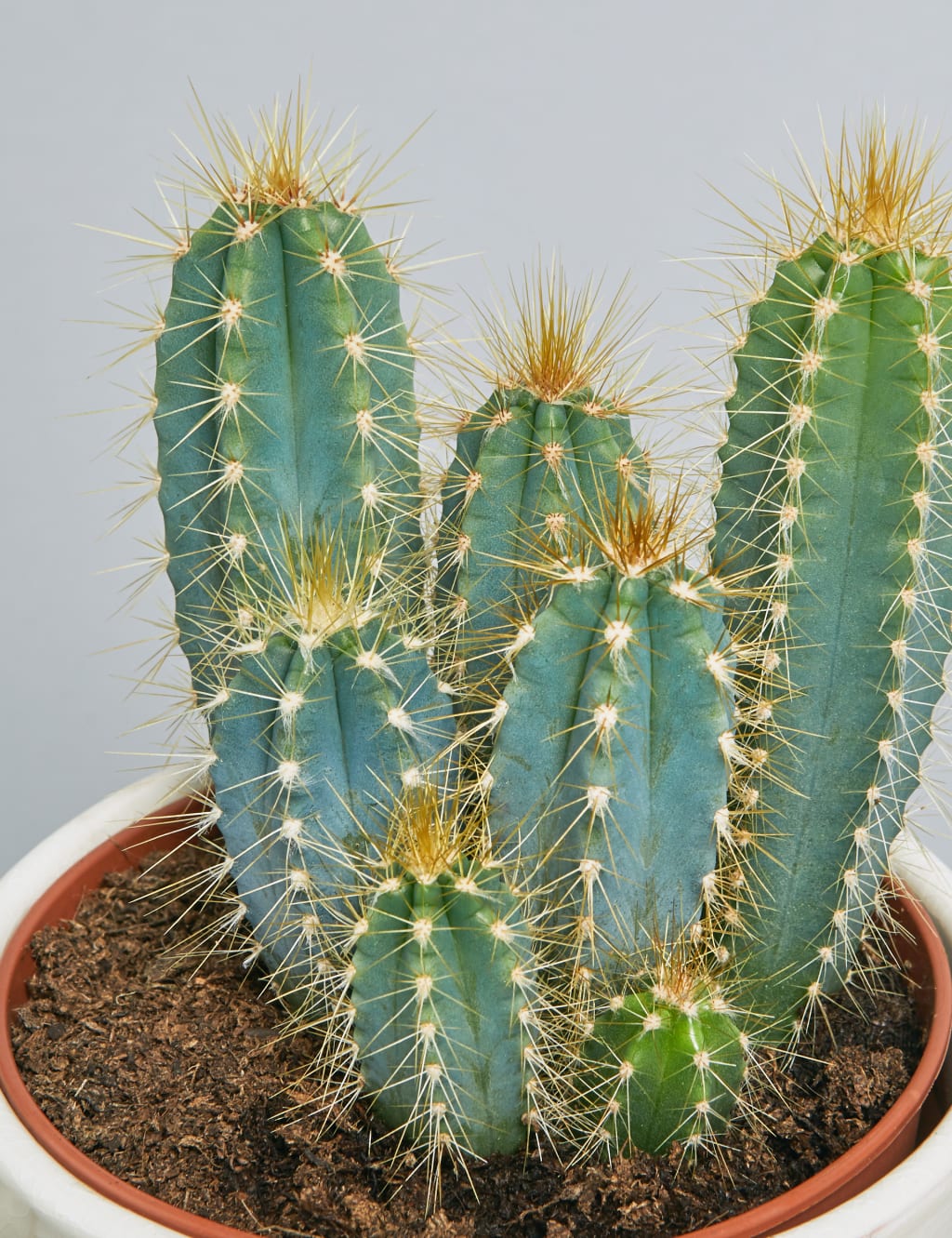 Cacti Ceramic Duo 5 of 5