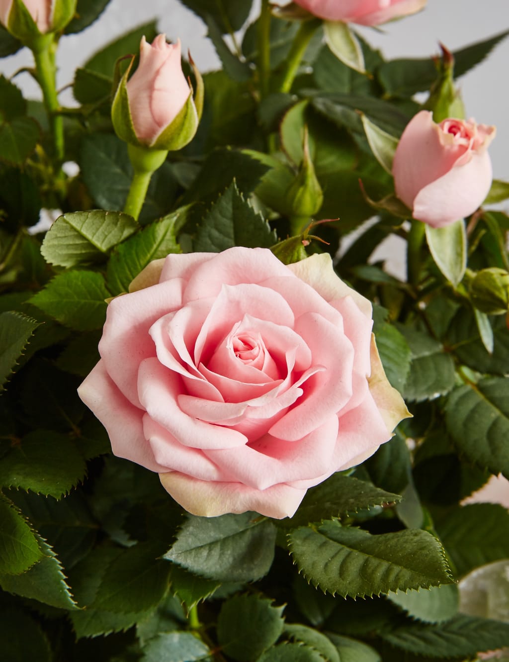 Champagne, Rose Plant & Swiss Chocolate Hamper (Available until 2nd May) 5 of 6