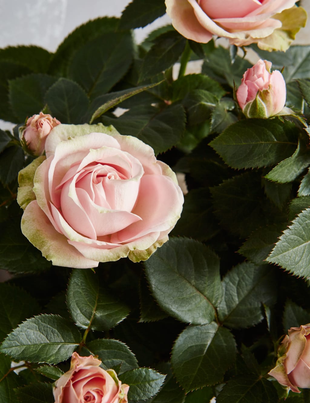 Champagne, Rose Plant & Swiss Chocolate Hamper (Available until 2nd May) 6 of 6