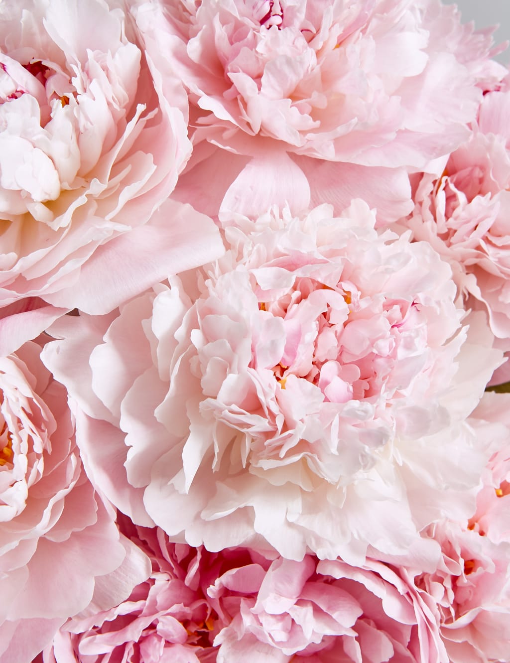 Collection Peonies 5 of 5
