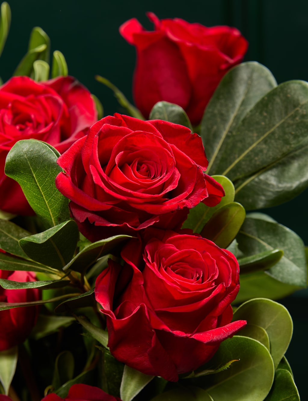 Dozen Rose Bouquet 3 of 5