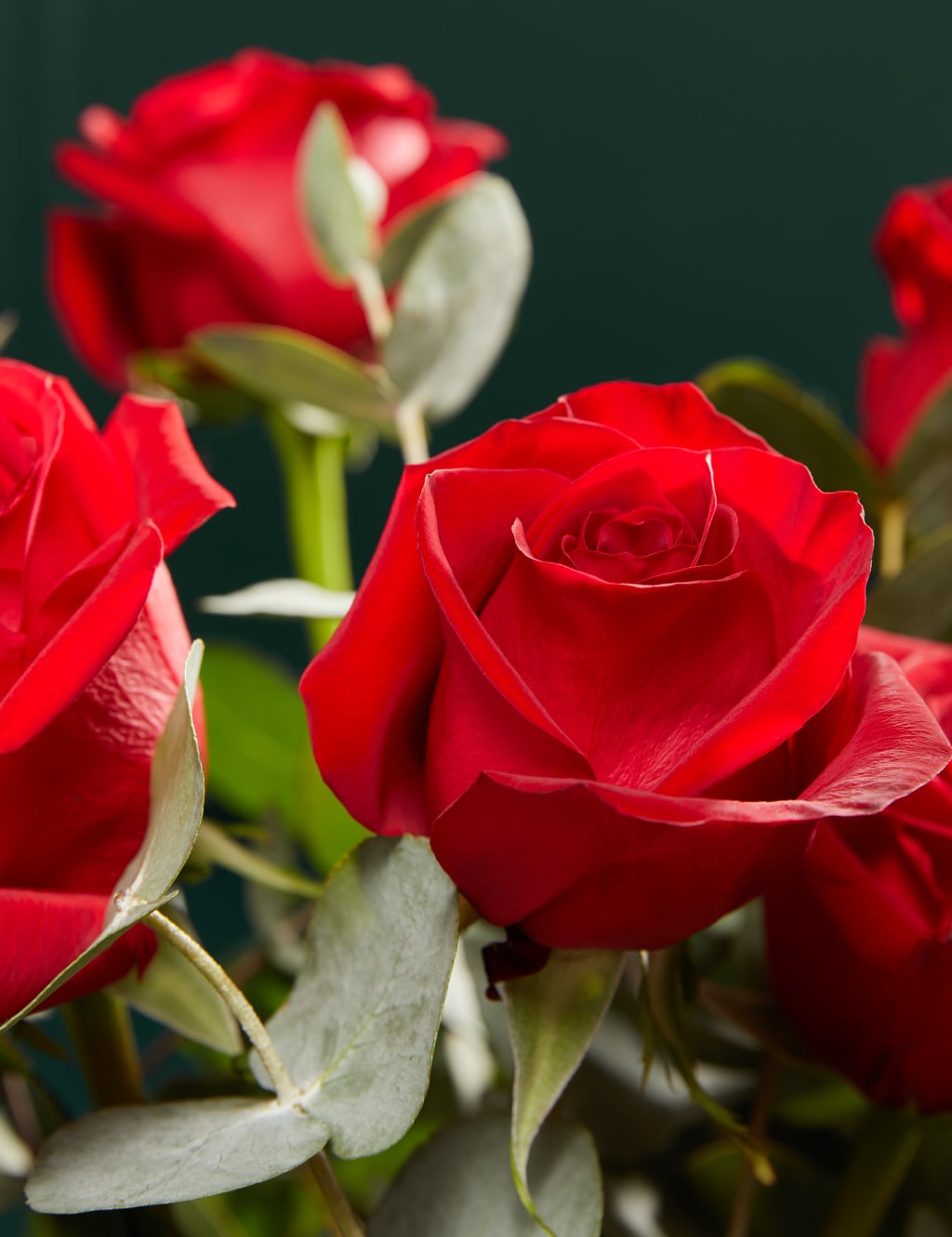 Dozen Valentine's Freedom™ Red Roses Bouquet 3 of 5