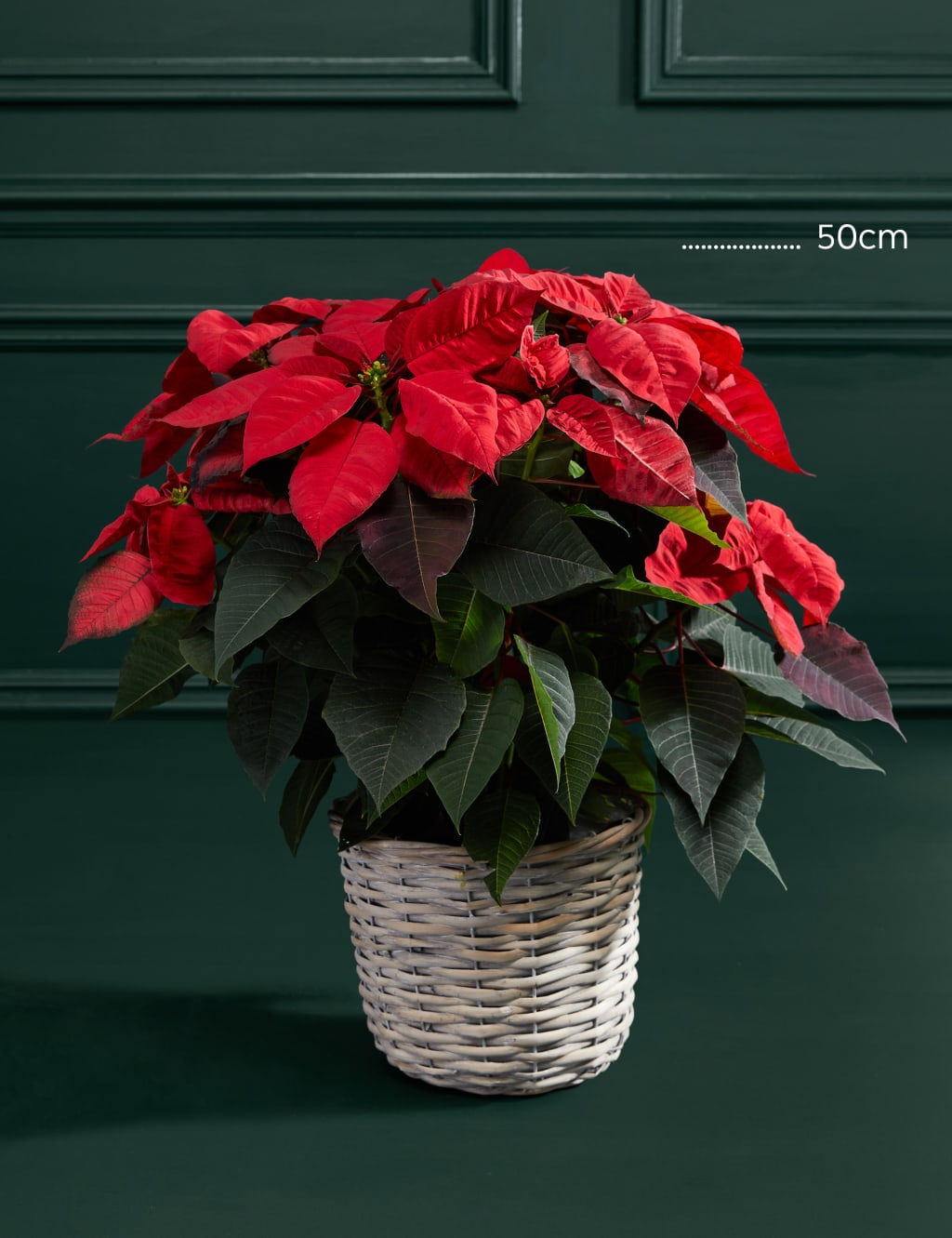 Classic Poinsettia Basket 3 of 3