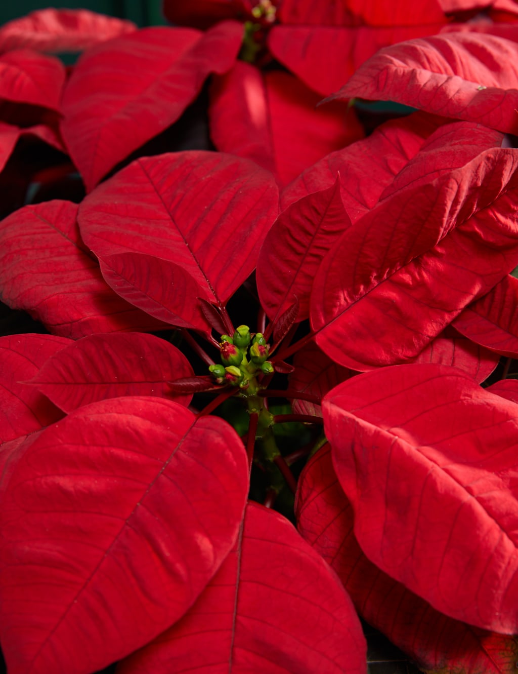 Classic Poinsettia Basket 2 of 3