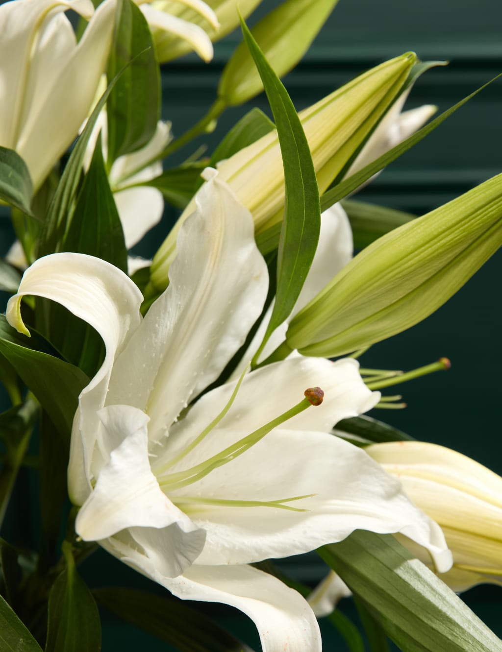 White Oriental Lily Abundance Bouquet 3 of 6