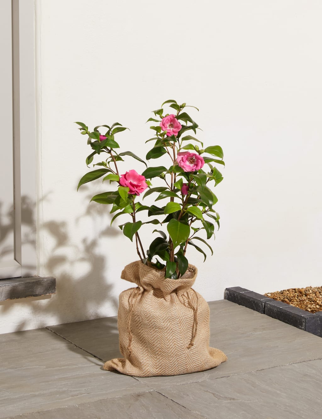Camellia Tree 1 of 7